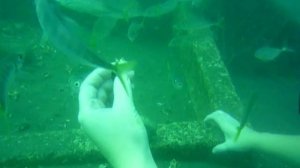 Дайвинг. Первое погружение на глубину 10 метров!