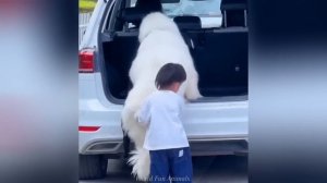 Смешные видео С ЖИВОТНЫМИ 😊 Самые смешные КОШКИ😺 и СОБАКИ🐶