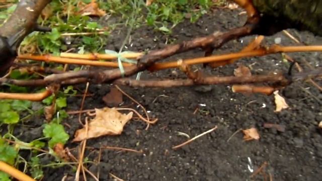 Укриття землею винограду Надія Азос і МОНАРХ,