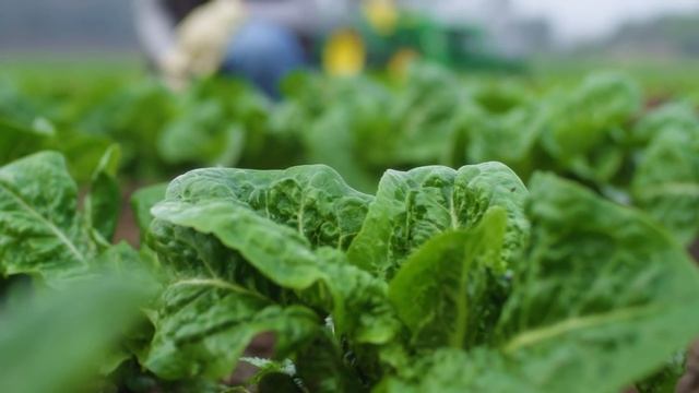 John Deere Kids | Real Tractors & Farmers at Work with Music & Song 👩🏽🌾 🚜 🎶 смотреть онлайн