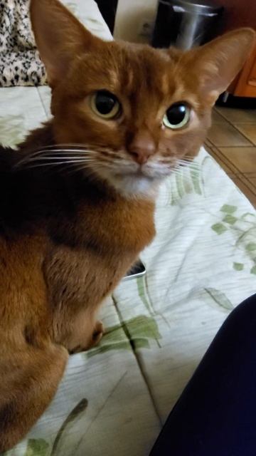 Кошка Соня. Лечим почки. И вроде у нас получается.#абиссинскаякошка #котикивидео #кошка смотреть онлайн