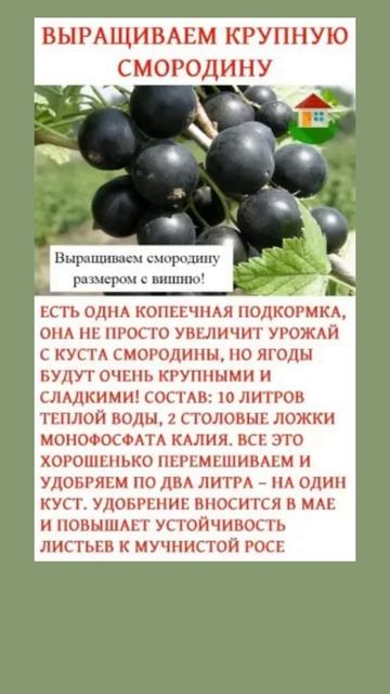 Выращиваем крупную смородину, размером с вишню #смородина #огород #подкормка #урожай смотреть онлайн