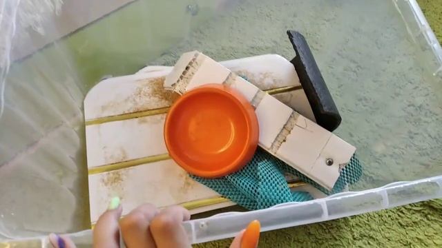 УБОРКА У МОРСКОЙ СВИНКИ В СТЕЛЛАЖЕ!😍🤭 AlexGirl. смотреть онлайн