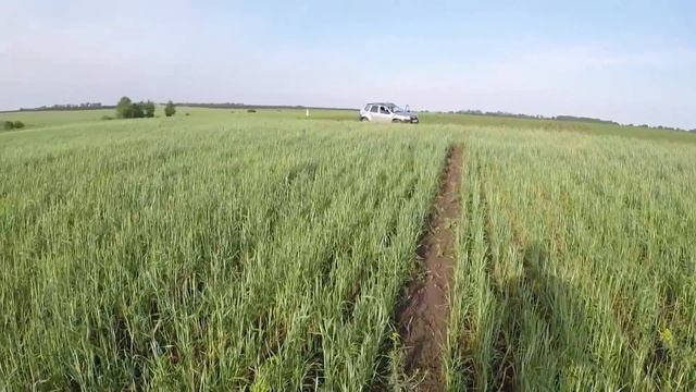 Аргон. Кукуруза. Дождь? Видеодневник 23.05.2018г.