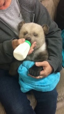 Кормление мишутки 🥰