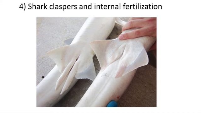 Lecture 44 How Sharks Conquered the Oceans