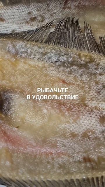 Ёрш вяленый едет маршруткой в г. Кировск.