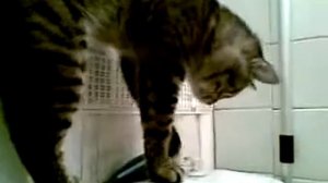 Кот смывает унитаз