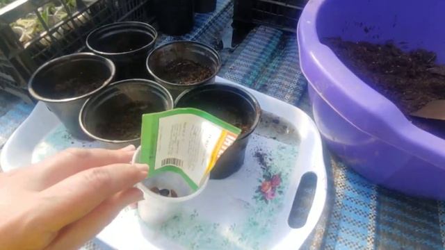 сію на розсаду кавуни / ВИРОЩУВАННЯ РОЗСАДИ. смотреть онлайн