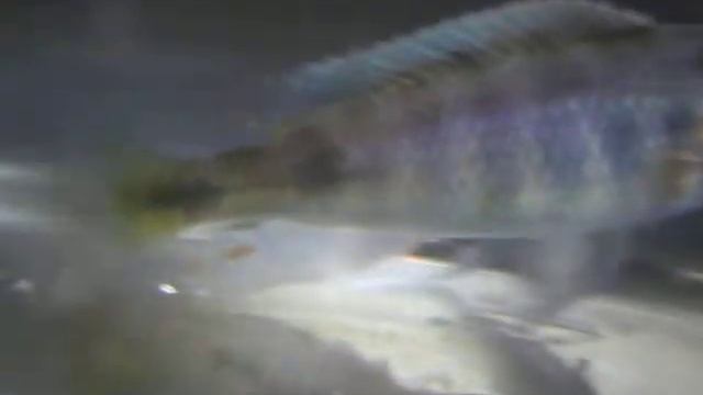 Astatotilapia brownae Munyonyo Drab young male