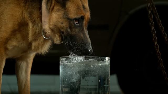 Фільм, як тварини п’ють воду смотреть онлайн