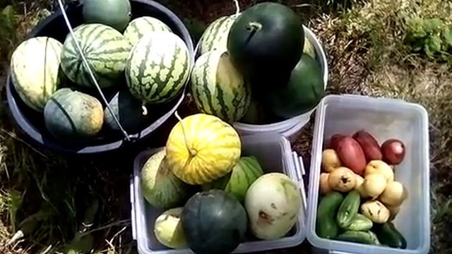 Урожай лесных арбузов 2021 смотреть онлайн