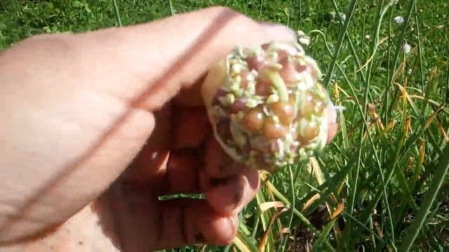 Крупный чеснок. смотреть онлайн