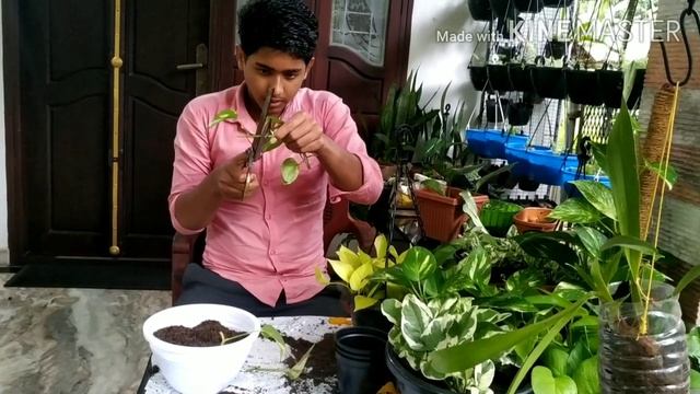എങ്ങനെ നല്ല ഭംഗിയിൽ  മണിപ്ലാന്റ്  വളർത്താം смотреть онлайн