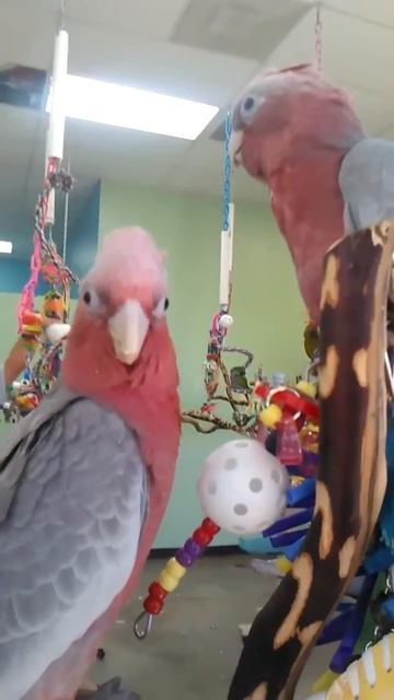 ,2 Adorable Rose-Crested Cockatoos at Tropic Zone Phoenix AZ смотреть онлайн
