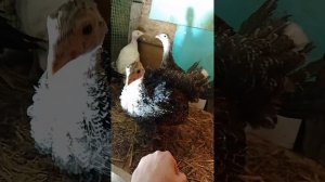 Обзор индюшат, бронза и белая широкогрудая