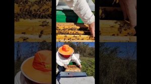 Весенняя работа  и Профилактика на пасеке