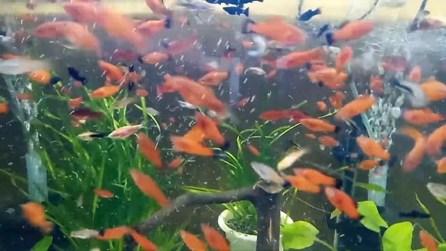 Кормлю Овал 220 л. и подымаю стойку...доброе утро страна🇺🇦 смотреть онлайн