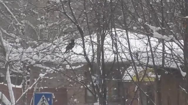 Дятел и рябина