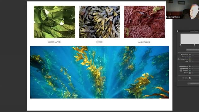 30 июля 2020. Водоросли: еда и лекарство. Загадки Белого моря. смотреть онлайн