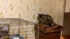 Морские свинки и кот. Подружатся ли?) / Temporary piggie's place for a week)