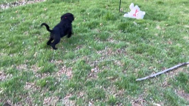 Miraval PWD puppy Rita red 9 weeks смотреть онлайн