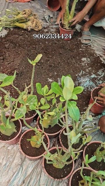 How to repot Adenium plants technic | repoting || soilmixture || proper way смотреть онлайн