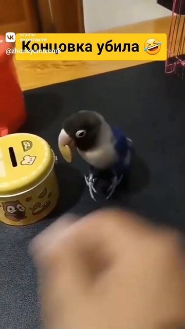 умный попугай смотреть онлайн