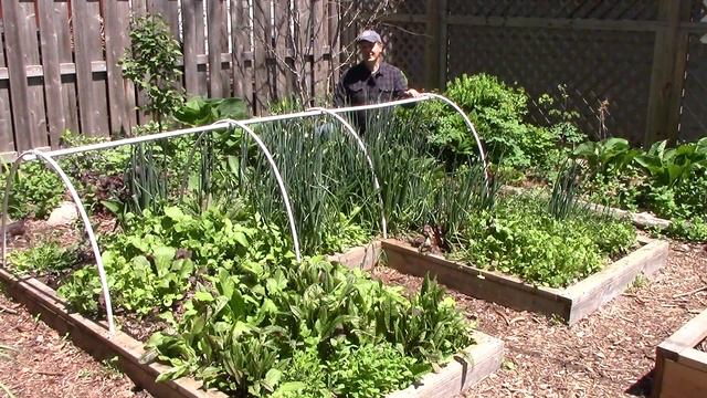 Toward a Do-Nothing Gardening pt. 3: Self-Sowing Annuals Lazy Gardening