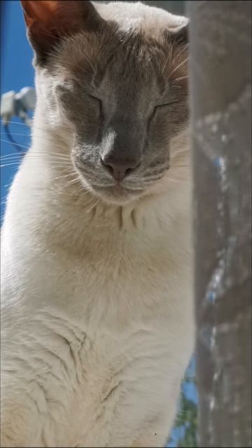 Кошачий гипноз