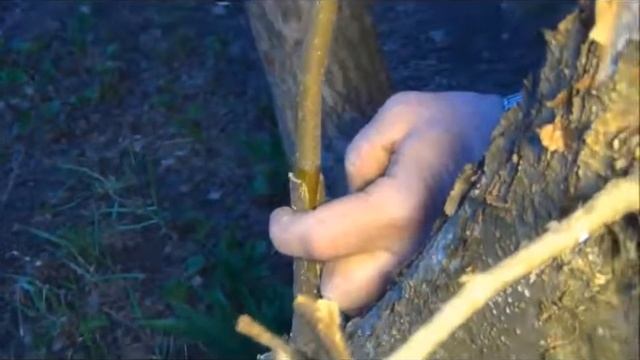 СПРАВОЧНИК ПО САДОВАЯ ТЕХНИКА Mevali va boshqa turdagi daraxtlarni payvandlash sirlari смотреть онлайн