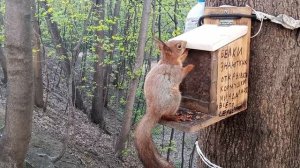 Починил Кормушку Первый Бельчонок