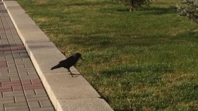 FEU DAY 05 11 15 ЧДТУ смотреть онлайн