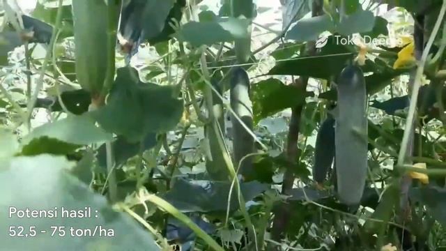 Benih Timun Tahan Virus, Potensi Panen 75,6 Ton 😱 | Bibit Mira Benih Pertiwi смотреть онлайн