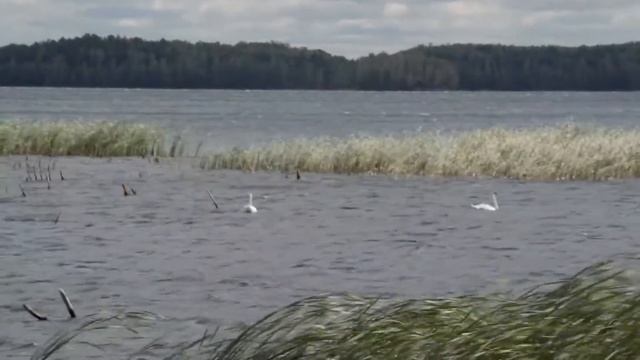 Лебеди на озере Увильды