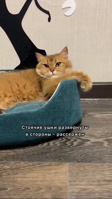 КАК УЗНАТЬ НАСТРОЕНИЕ КОШКИ ПО УШАМ? #золотаяшиншилла #лучшийкот