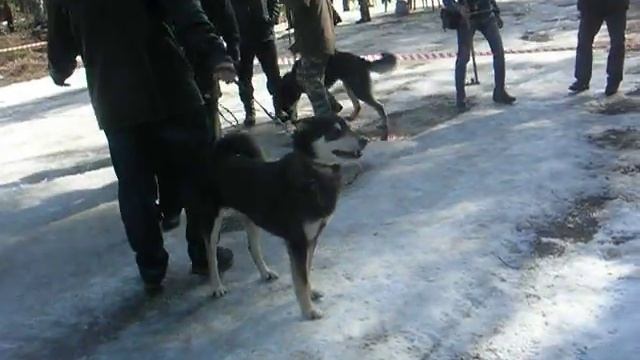 Питер ВСЛ кобели средние смотреть онлайн