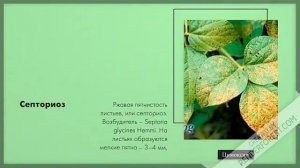 Болезни сои - обработка фунгицидом, лечение, фунгициды на сою