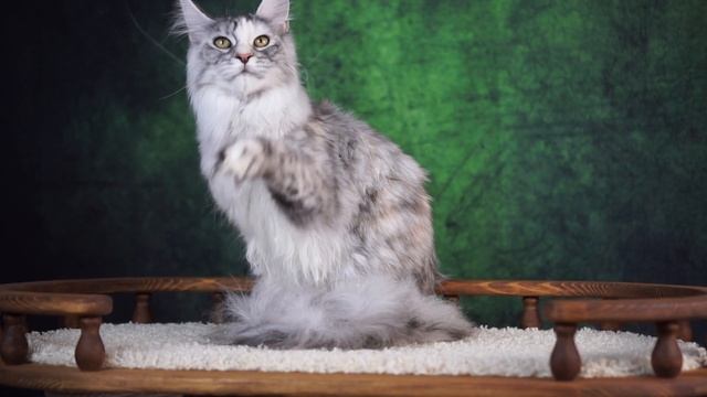 Wanda смотреть онлайн