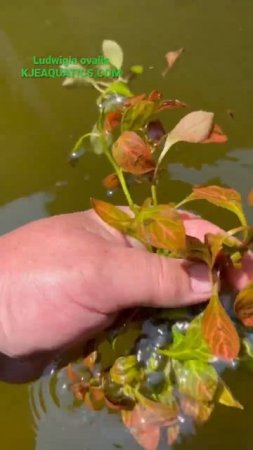 Ludwigia Ovalis - tub grown