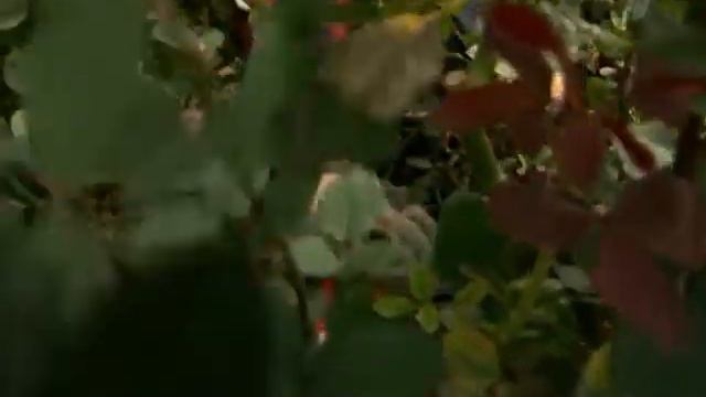 rozy смотреть онлайн