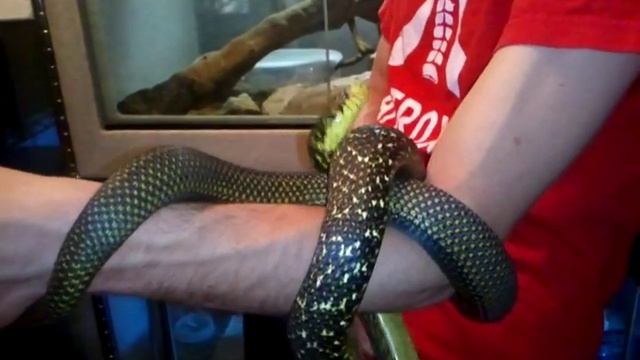 Ecarinata video 002