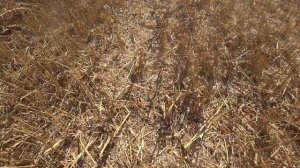 Уборка суданской травы на семена сорт Анастасия по No-till