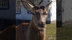 Олень Борис скинув свої роги.