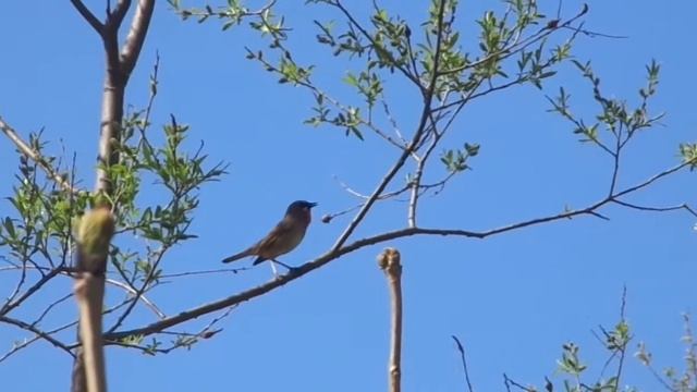 Весенние трели смотреть онлайн