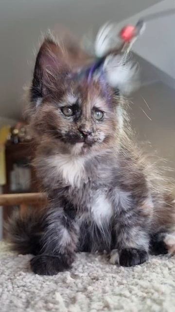 котёнок мейн кун из питомника Страна Гулливеров, gulliver-coon.ru