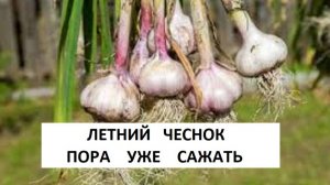 ВЕСЕННЯЯ ПОСАДКА ЧЕСНОКА САМОЕ ВРЕМЯ САДИТЬ