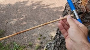 Определение возраста сосны методом подсчета колец на керне.