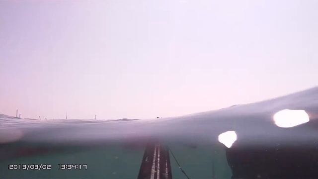 подводная охота. рябчик