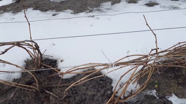 Потепление зимой на винограднике. смотреть онлайн